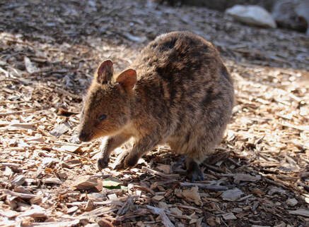 Quokka, Rottnest Island, Perth, Western Australia. Native mammal.
