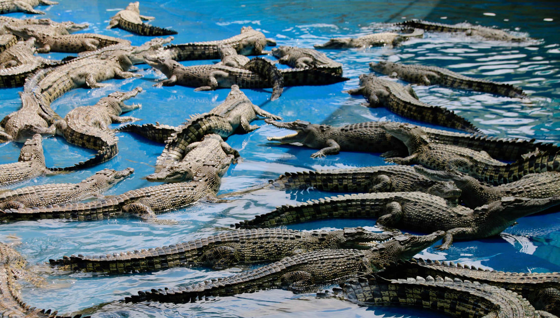Salt Water Crocodiles, Croc Farm, Hartley's Crocodile Adventures, Queensland, Australia