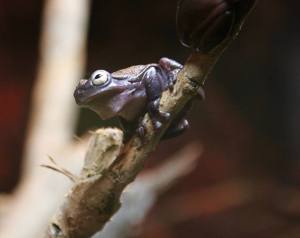 Cave-dwelling Tree Frog, 