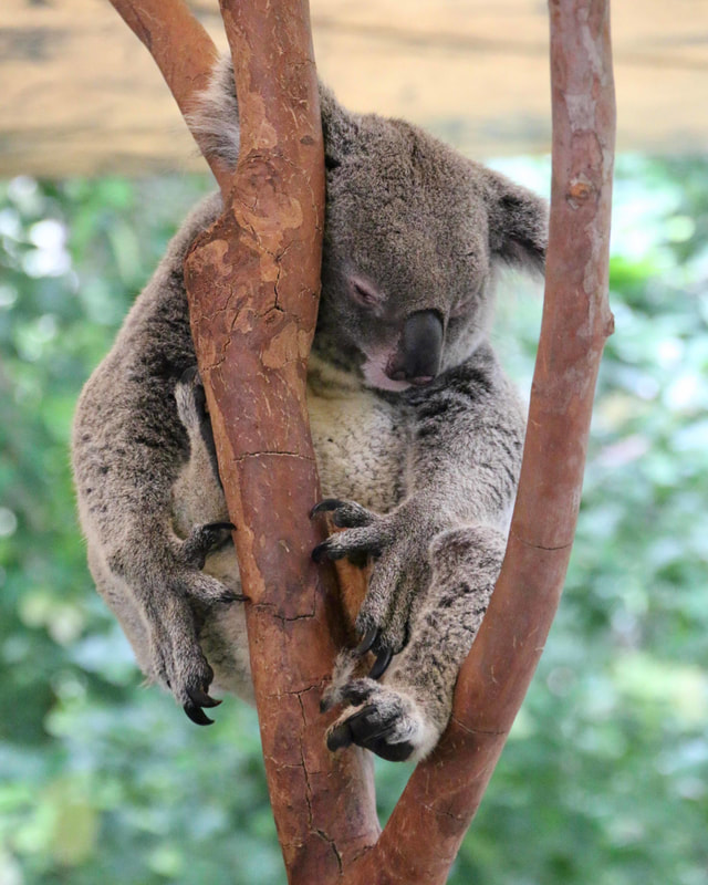 Koala, Wildlife Park, Hartley's Crocodile Adventures, Queensland, Australia
