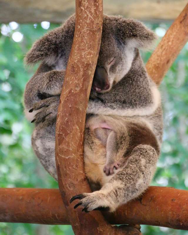 Koala, Wildlife Park, Hartley's Crocodile Adventures, Queensland, Australia