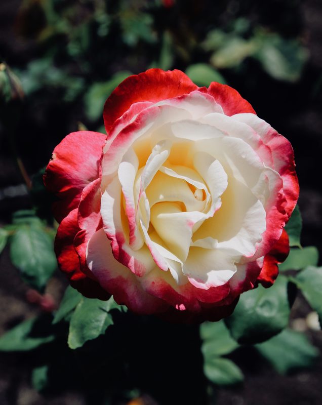 Red and white rose, Government House Gardens, Perth, Australia
