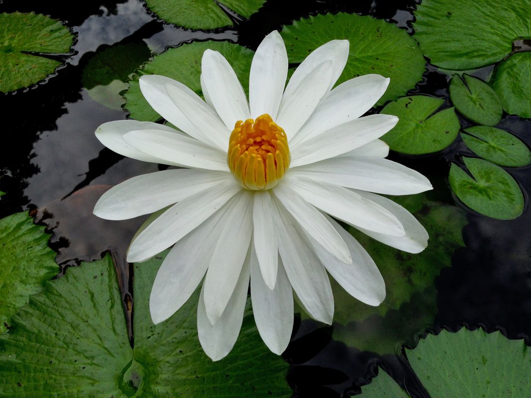 White water lily, Singapore Botanical Gardens