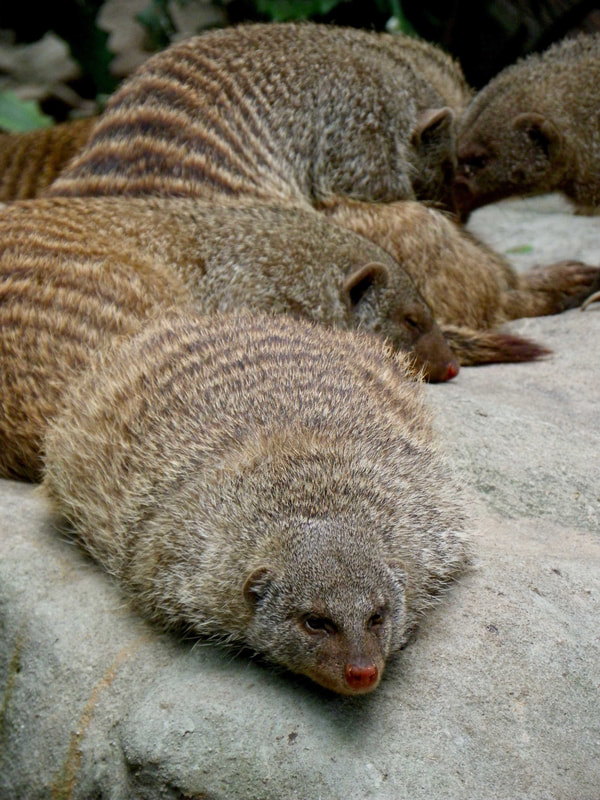 Banded Mongooses, Singapore Zoo