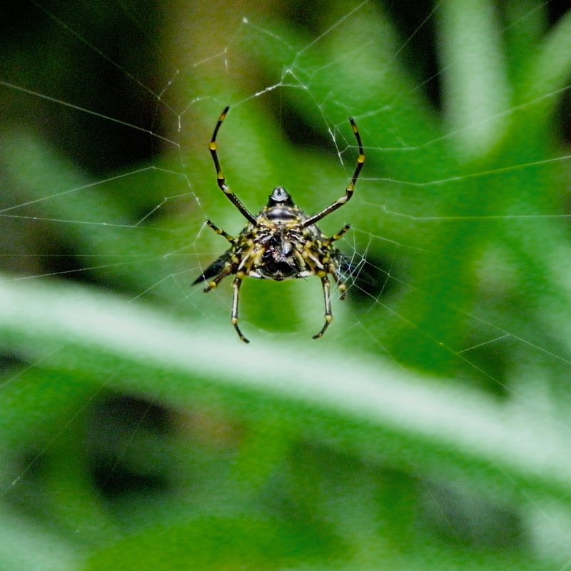 Spider on web, Singapore Zoo.