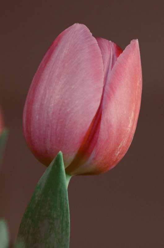 Pink Tulip flower. Macro, close up.