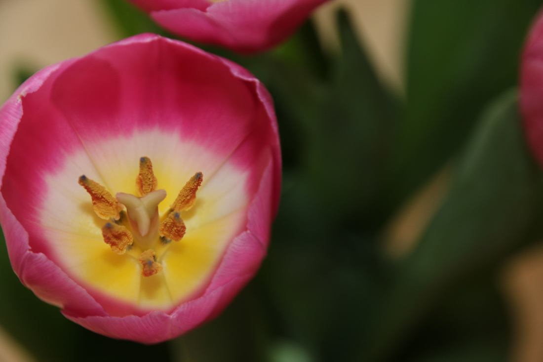 Pink Tulip flower. Macro, close up.