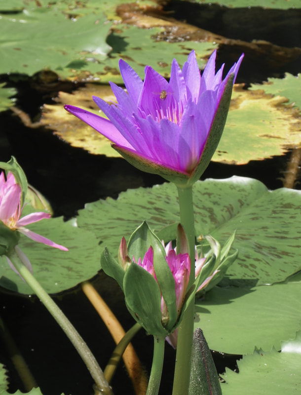 Purple water lily flowers with bee