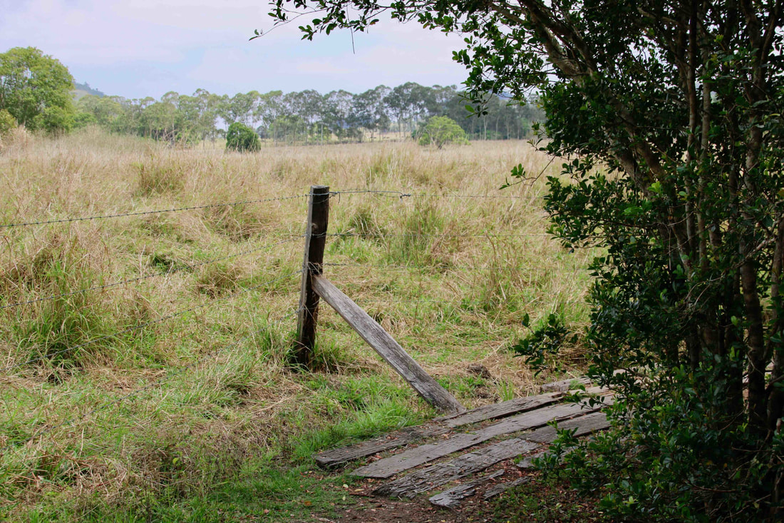 Farm fencing, Peterson Creek Walking Track, Yungaburra, Atherton Tablelands, Queensland, Australia. 