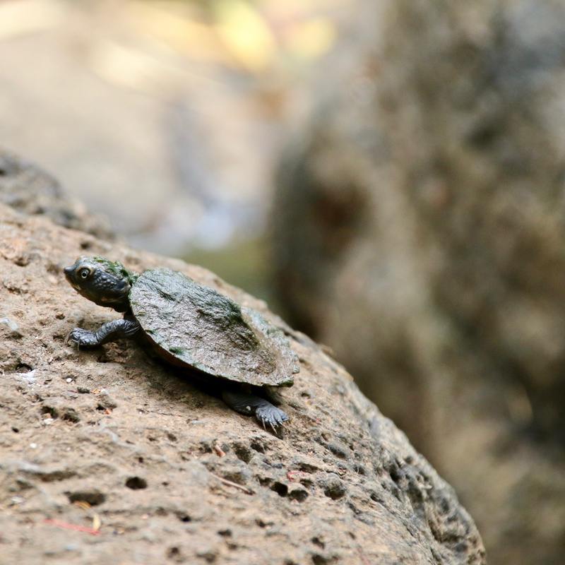 Baby turtle sunning on a rock. Peterson Creek Walking Track, Yungaburra, Atherton Tablelands, Queensland, Australia. 