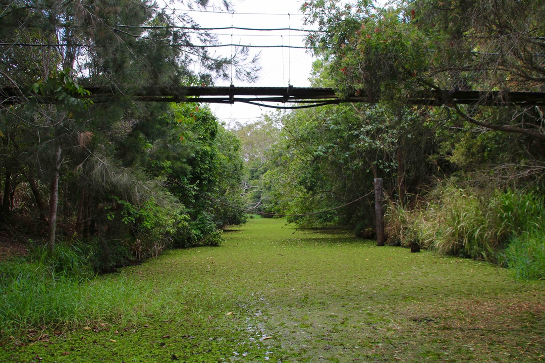  Lloyd's Suspension Bridge,Peterson Creek Walking Track, Yungaburra, Atherton Tablelands, Queensland, Australia. 